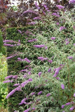 Schmetterlingsstrauch BuddleJa davidii 'Nanho Blue' Strauch 20-30 Topf 2 ltr. (C2)