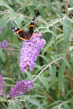 Schmetterlingsstrauch BuddleJa davidii 'Nanho Blue' Strauch 20-30 Topf 2 ltr. (C2)