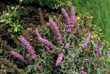 Schmetterlingsstrauch BuddleJa davidii 'Nanho Blue' Strauch 20-30 Topf 2 ltr. (C2)