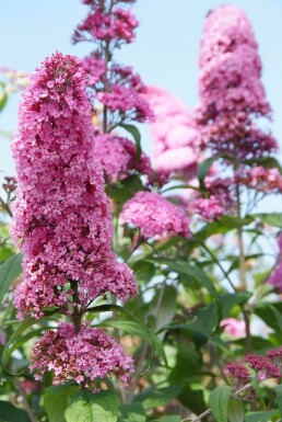 Sommerfuglebusk Buddleja davidii 'Pink Delight' busk 30-40 potte C3