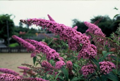 Vlinderstruik BuddleJa davidii 'Pink Delight' Struik 30-40 Pot C3