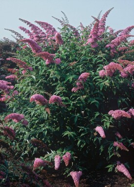 Buddleia de David Buddleja davidii 'Pink Delight' Arbuste 30-40 Pot 3 l (C3)