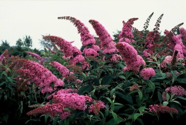 Vlinderstruik BuddleJa davidii 'Pink Delight' Struik 30-40 Pot C3