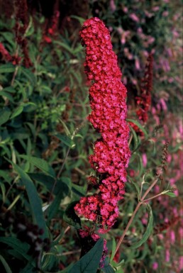 Buddleja davidii 'Royal Red' Syrenbuddleja buske 30-40 i kruka C3