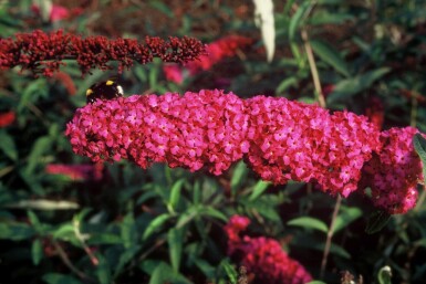 Buddleja davidii 'Royal Red' Syrenbuddleja buske 30-40 i kruka C3