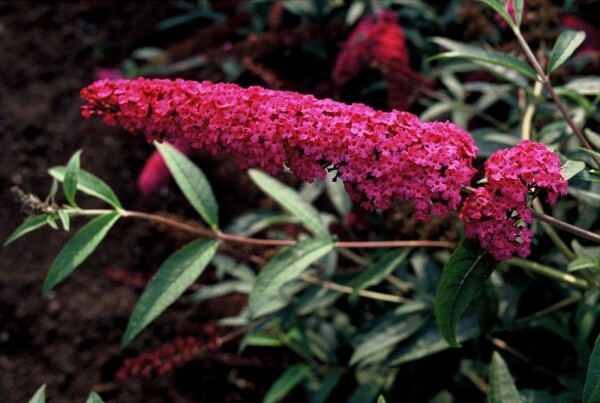 Buddleja davidii 'Royal Red'