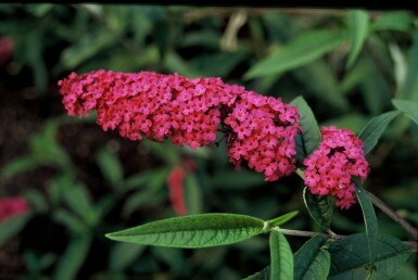 Buddleja davidii 'Royal Red' Syrenbuddleja buske 30-40 i kruka C3