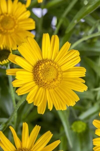 Buphthalmum salicifolium