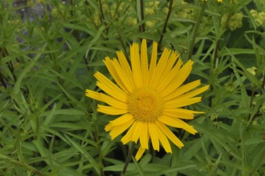 Buphthalmum salicifolium Ljusöga 5-10 i kruka P9