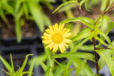 Koeienoog Buphthalmum salicifolium 5-10 Pot P9