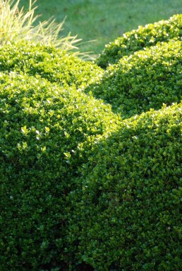 Buxus sempervirens