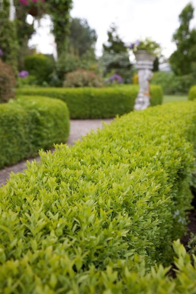 Buxus sempervirens