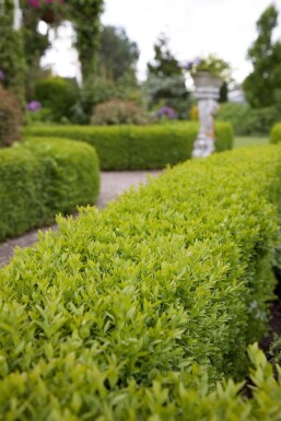 Almindelig buksbom Buxus sempervirens 5-10 potte P9