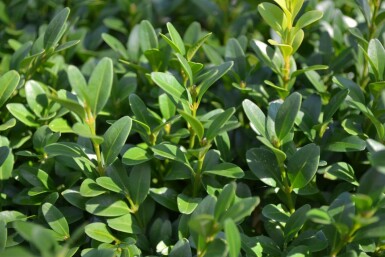 Almindelig buksbom Buxus sempervirens 5-10 potte P9