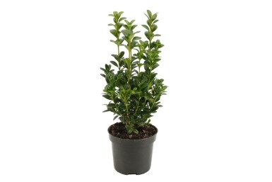 Almindelig buksbom Buxus sempervirens 5-10 potte P9