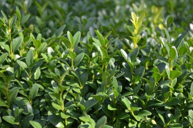 Almindelig buksbom Buxus sempervirens 5-10 potte P9