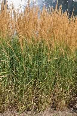 Försters Garten-Reitgras Calamagrostis acutiflora 'Karl Foerster' 5-10 Topf 9x9 cm (P9)