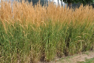 Försters Garten-Reitgras Calamagrostis acutiflora 'Karl Foerster' 5-10 Topf 9x9 cm (P9)