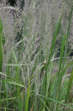 Skov-rørhvene Calamagrostis brachytricha 5-10 potte P9