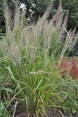 Calamagrostis brachytricha Diamantrör 5-10 i kruka P9