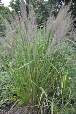 Calamagrostis brachytricha Diamantrör 5-10 i kruka P9