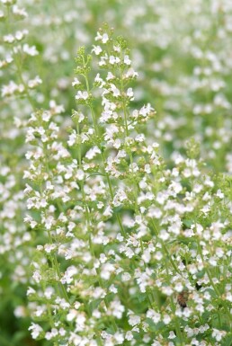 Hedebjergmynte Clinopodium nepeta subsp. nepeta 5-10 potte P9