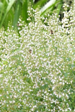 Hedebjergmynte Clinopodium nepeta subsp. nepeta 5-10 potte P9