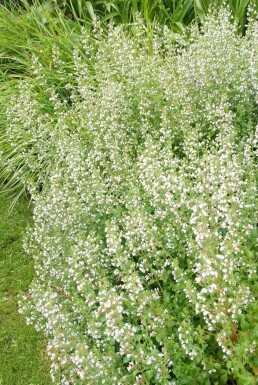 Hedebjergmynte Clinopodium nepeta subsp. nepeta 5-10 potte P9