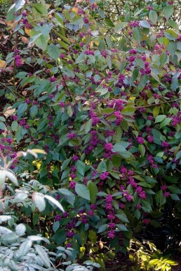 Schönfrucht Callicarpa bodinieri 'Profusion' Strauch 30-40 Topf 2 ltr. (C2)