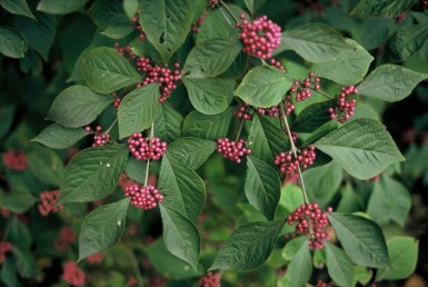 Schönfrucht Callicarpa bodinieri 'Profusion' Strauch 30-40 Topf 2 ltr. (C2)