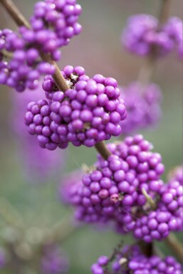 Schönfrucht Callicarpa bodinieri 'Profusion' Strauch 30-40 Topf 2 ltr. (C2)