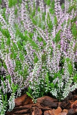 Calluna vulgaris 'Pink Angie'