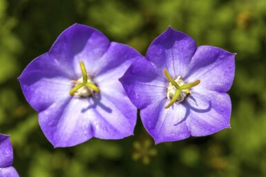 Campanula carpatica Karpaterklocka 5-10 i kruka P9