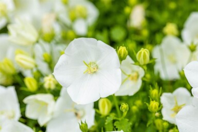 Campanula carpatica 'Alba' Karpaterklocka 5-10 i kruka P9