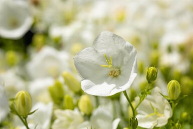 Campanula carpatica 'Alba' Karpaterklocka 5-10 i kruka P9