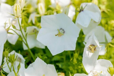 Campanula carpatica 'Alba' Karpaterklocka 5-10 i kruka P9