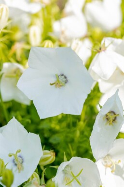 Campanula carpatica 'Alba' Karpaterklocka 5-10 i kruka P9