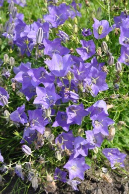 Campanula carpatica 'Blaue Clips' Karpaterklocka 5-10 i kruka P9