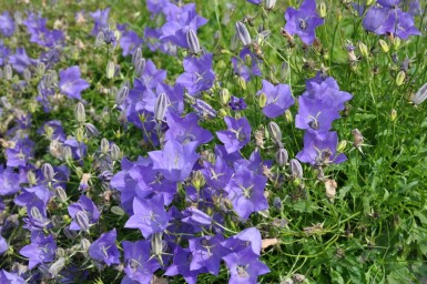 Campanula carpatica 'Blaue Clips' Karpaterklocka 5-10 i kruka P9