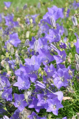 Campanula carpatica 'Blaue Clips' Karpaterklocka 5-10 i kruka P9