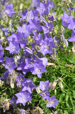 Campanula carpatica 'Blaue Clips' Karpaterklocka 5-10 i kruka P9