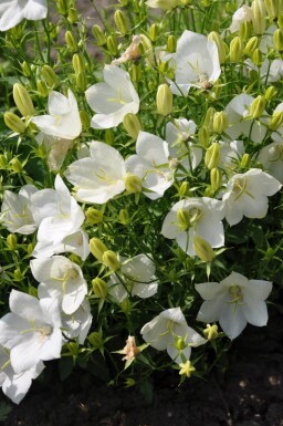 Campanula carpatica 'Weisse Clips' Karpaterklocka 5-10 i kruka P9