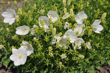 Campanula carpatica 'Weisse Clips' Karpaterklocka 5-10 i kruka P9