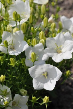 Campanula carpatica 'Weisse Clips' Karpaterklocka 5-10 i kruka P9