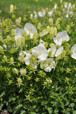 Campanula carpatica 'Weisse Clips' Karpaterklocka 5-10 i kruka P9