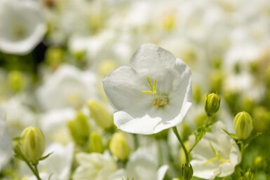 Campanula carpatica 'Weisse Clips' Karpaterklocka 5-10 i kruka P9