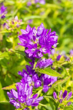 Campanula glomerata 'Acaulis' Toppklocka 5-10 i kruka P9