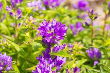 Campanula glomerata 'Acaulis' Toppklocka 5-10 i kruka P9