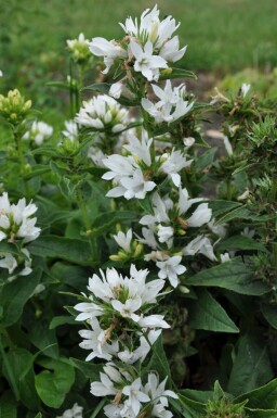 Kluwenklokje Campanula glomerata 'Alba' 5-10 Pot P9