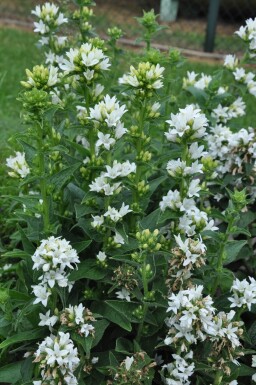 Kluwenklokje Campanula glomerata 'Alba' 5-10 Pot P9